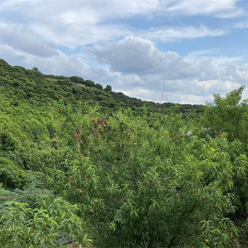500千伏深圳中西部受電通道工程使用林地可行性報(bào)告