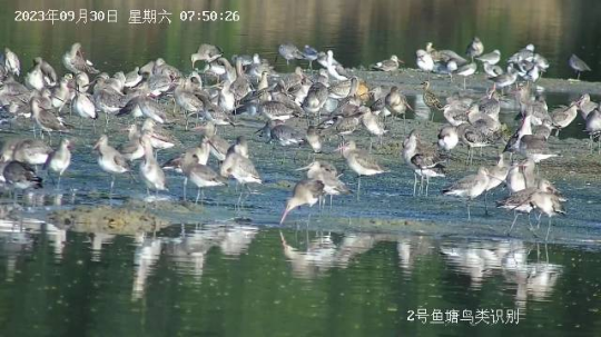 首批候鳥抵達(dá)廣東。