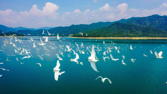 鷺戲湖水。
